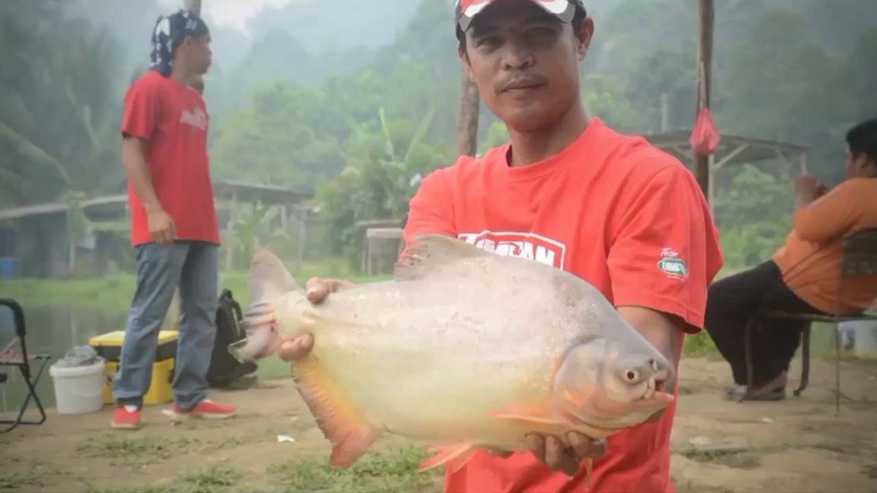 umpan TV   Umpan Tepung Sawit Predator