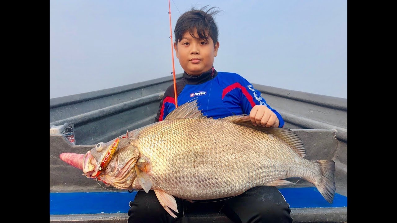 Ibu Gelama 15kg
